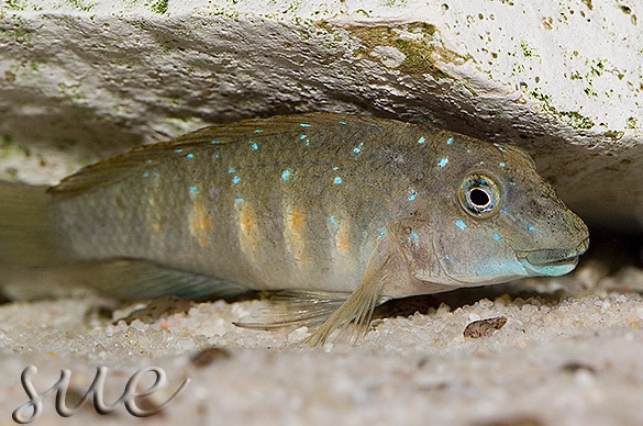 Eretmodus cyanostictus 'Kipili'